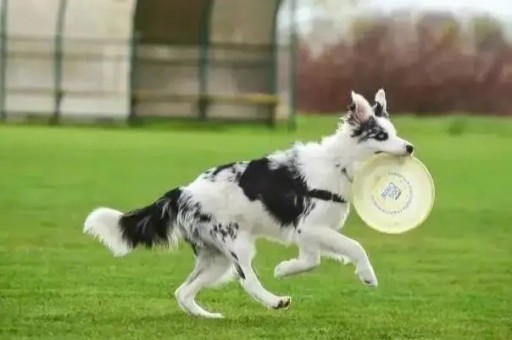 纯种比熊犬(比熊犬图片幼犬 可爱)