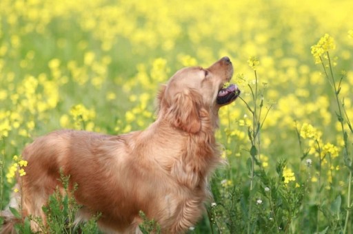 怎么挑选中华田园犬幼犬口诀(灰色中华田园犬)