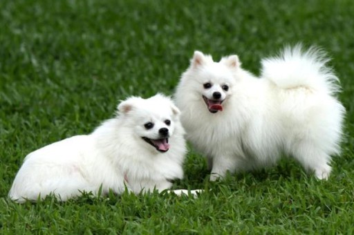 中华田园犬怎么挑选好的(怎么挑选中华田园犬幼犬)