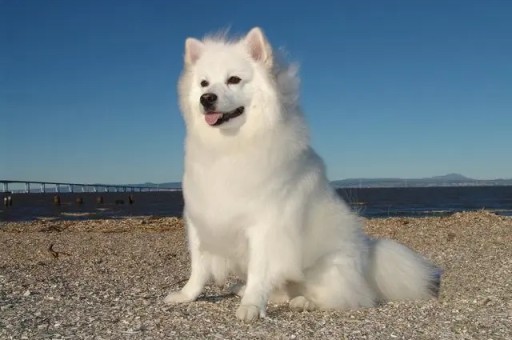 中华田园犬怎么挑选会看家的(中华田园犬幼犬辨认)