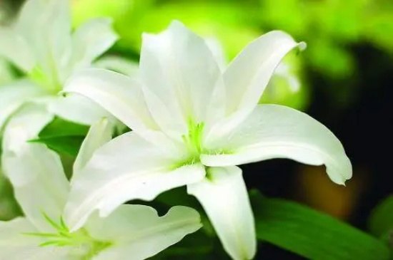 卡萨布兰卡花语是什么？