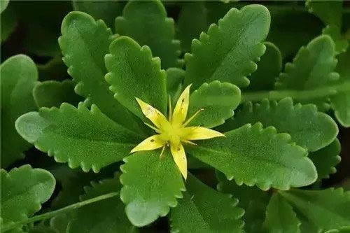 2022七夕送老婆什么花 这些花都有什么寓意