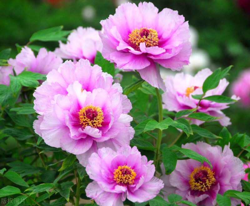 牡丹花什么季节开花（牡丹花苗种植方法和时间）