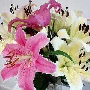 百合花的象征意义是什么（了解百合花的寓意）