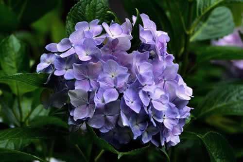 水培植物的养殖方法