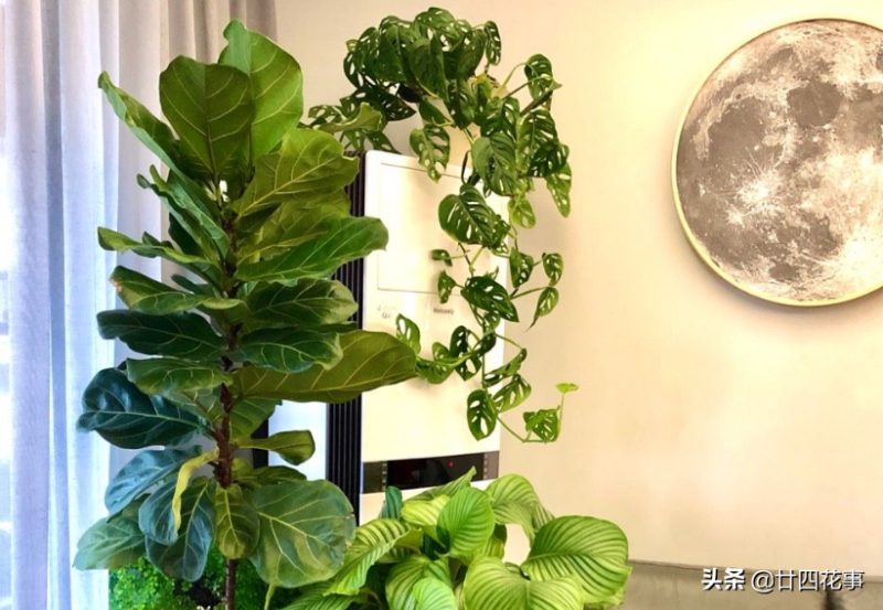 室内植物有哪些好养（盘点十种适合室内养的植物）