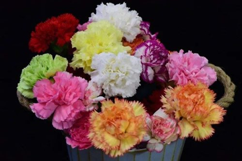 芙蓉花叶片水培的方法